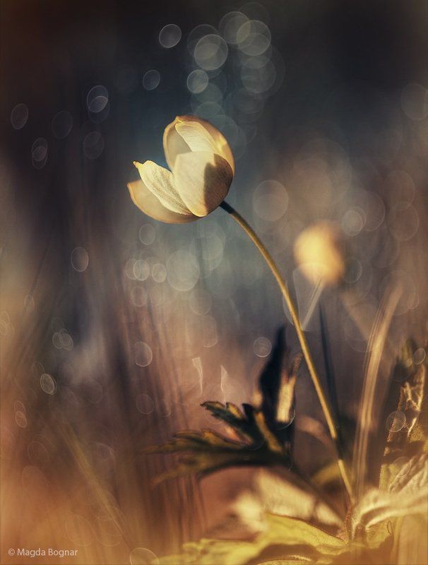 Memories of Daylightphoto preview