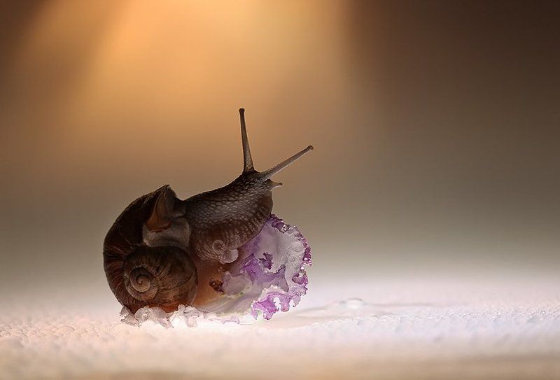 О цветах и улиткахphoto preview