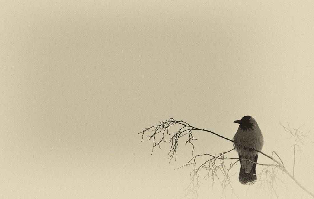 Морозный день. Автор: Nikolay , Nikolay