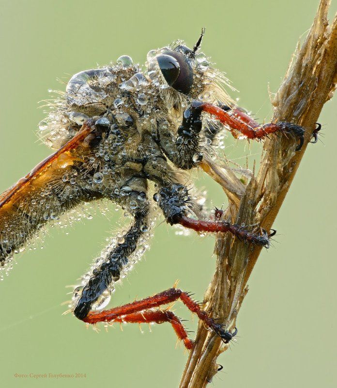 Macro, Micro-nikkor af 105mm f/2.8 d, Nikon d 800, Zerene stacker, Сергей Голубенко Портрет Ктыряphoto preview