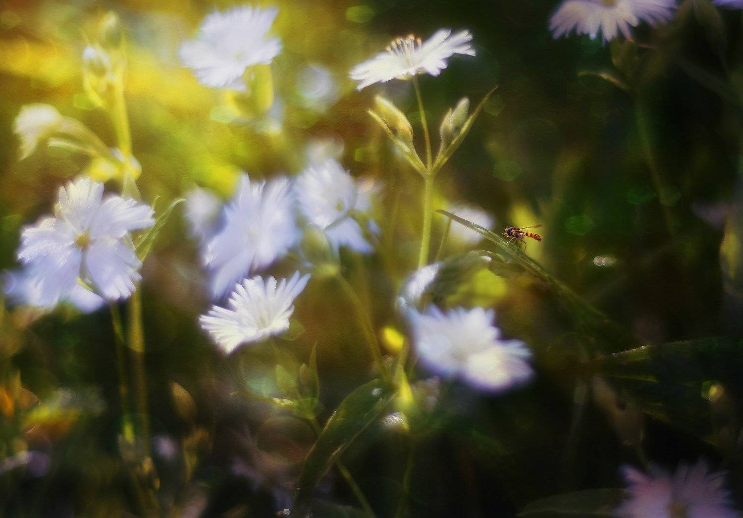 , Андрей Кровлин