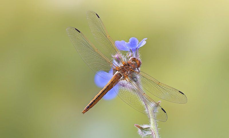 Dragon Flyphoto preview