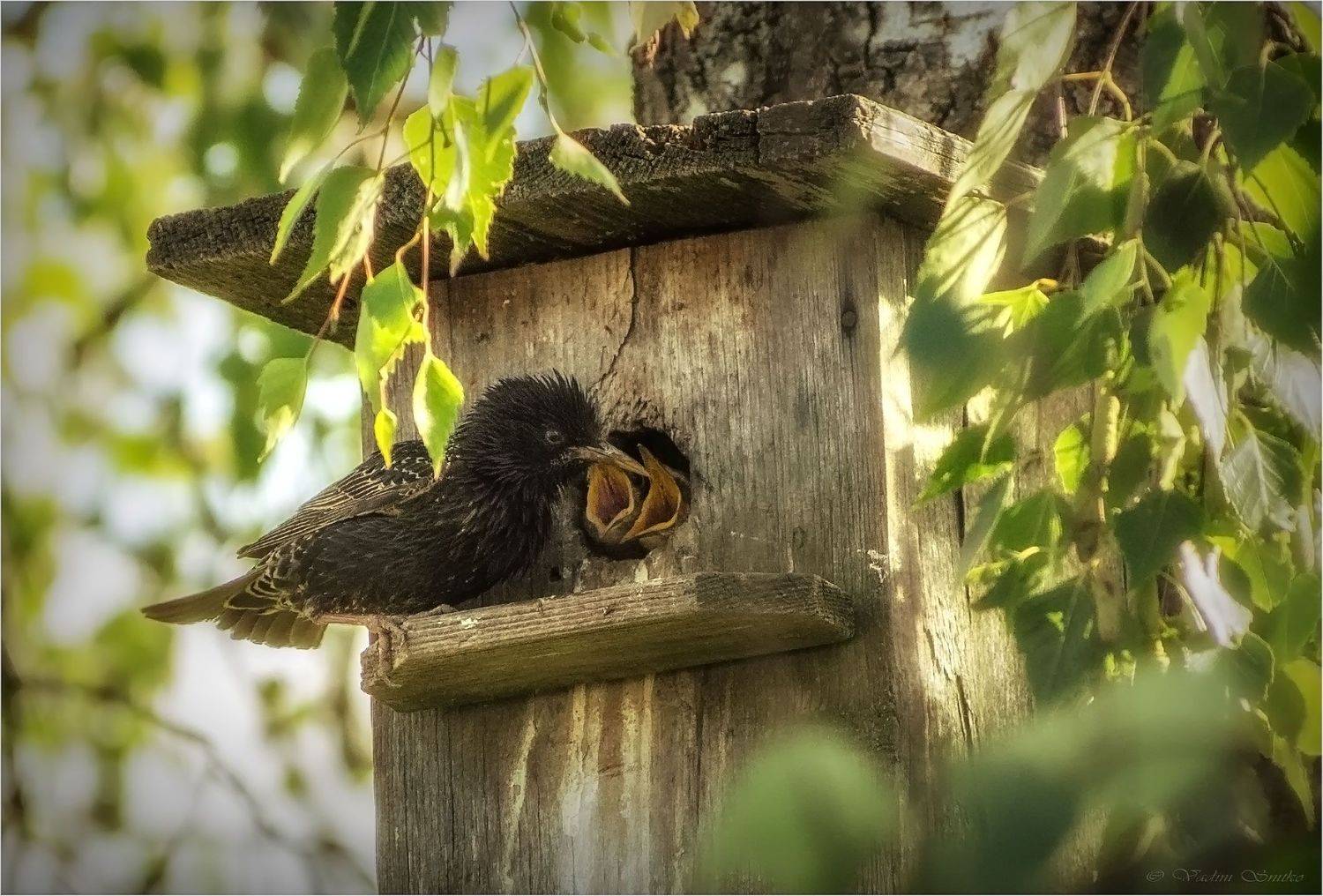 Скворец, Вадим