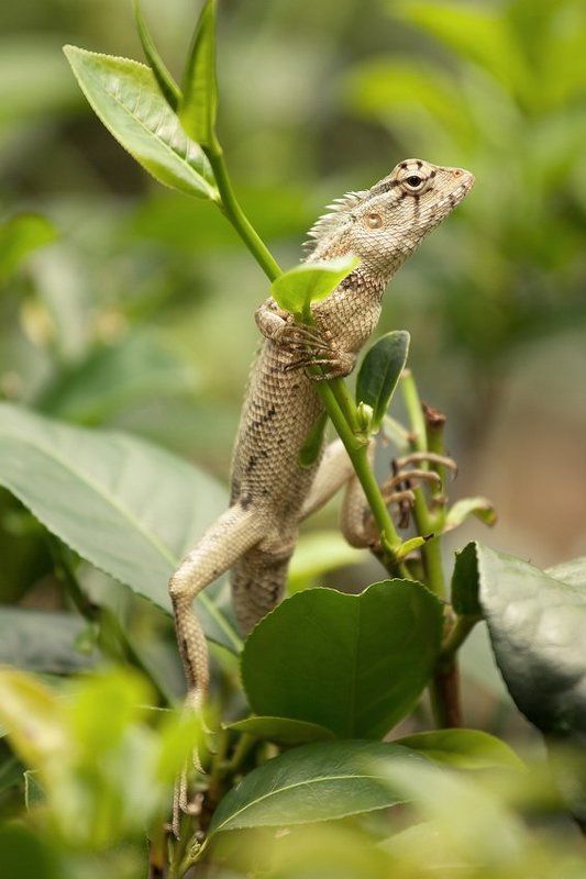 чаю...хочешь? фото превью