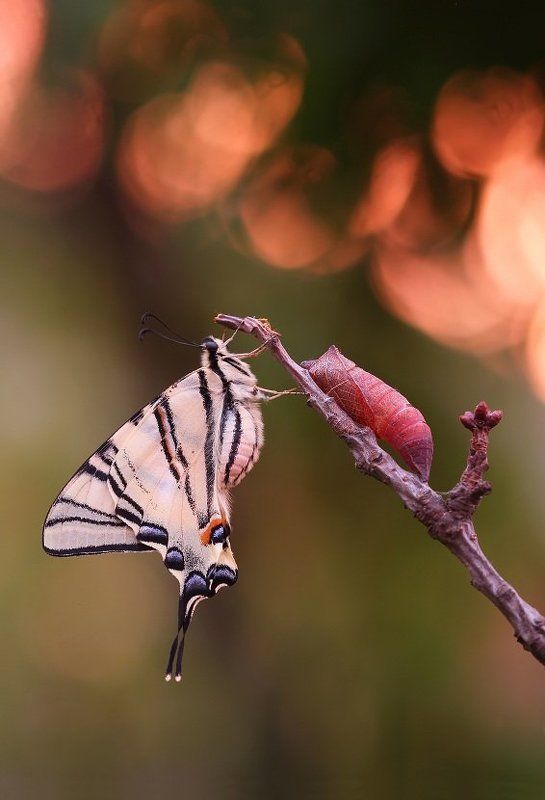 Новая жизньphoto preview