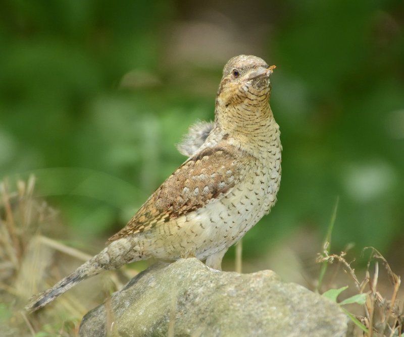 Вертишейка, Дятловые Вертишейка. фото превью