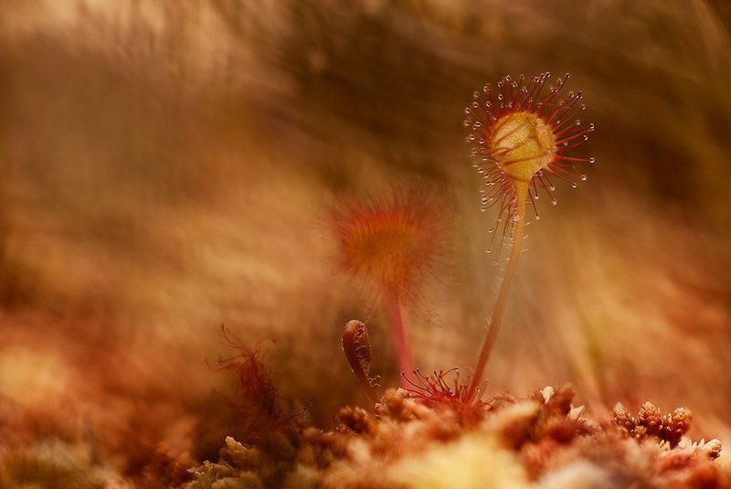 росянка, макропейзаж традиционно...photo preview