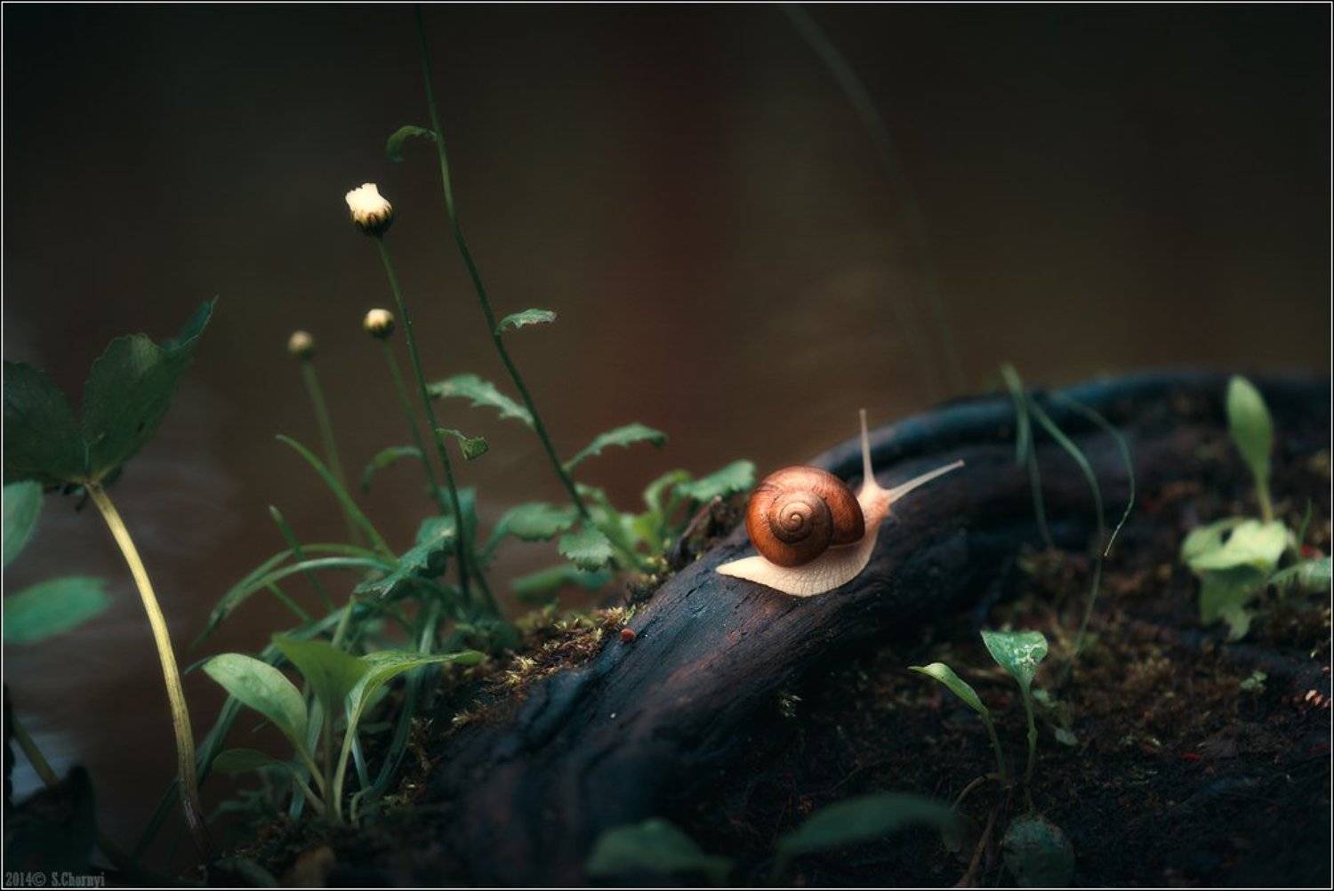 Скитаясь в травах Медленная улитка Повсюду дома. Автор: Александр Чорный Живая природа, Коростышев, Макро, Макро красота, Макро мир, Природа, Александр Чорный