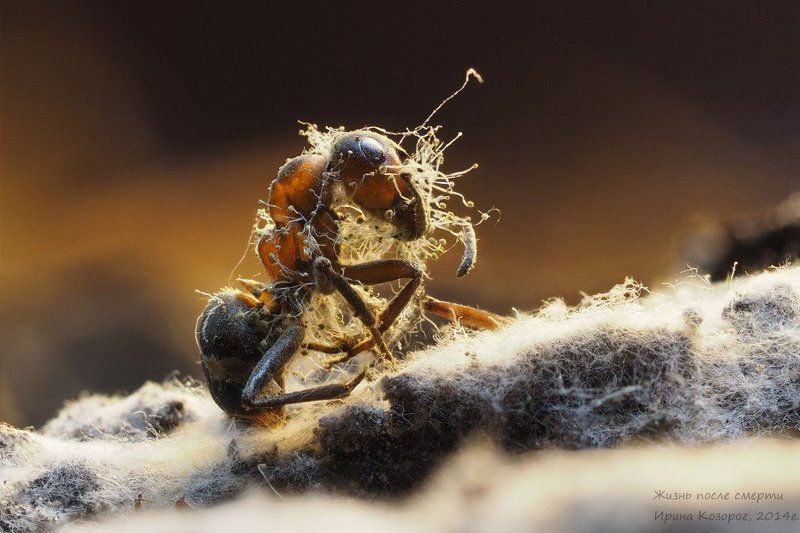 Жизнь после смертиphoto preview