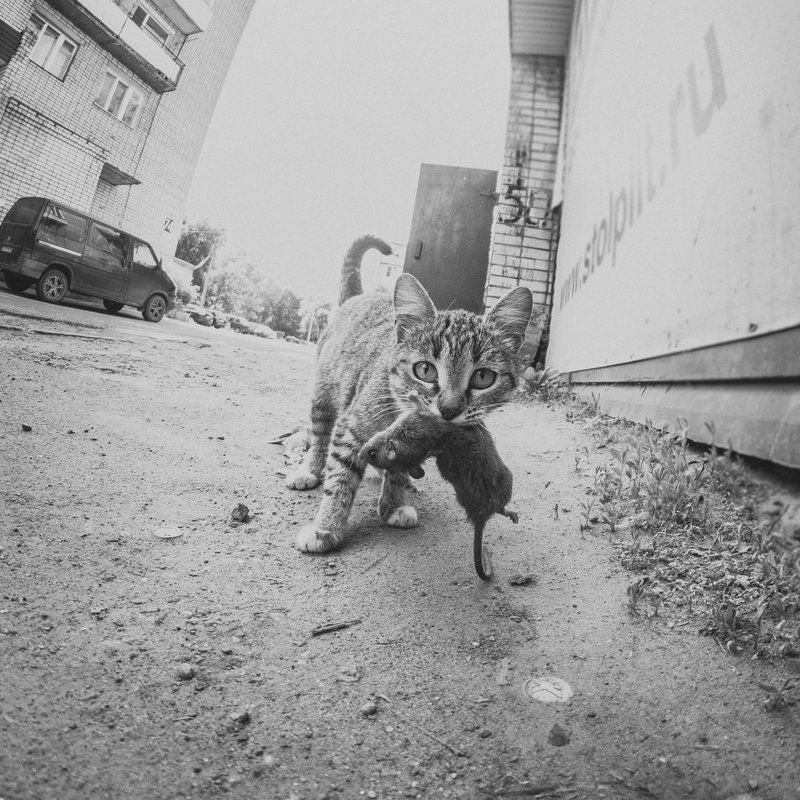 Хищник :)photo preview