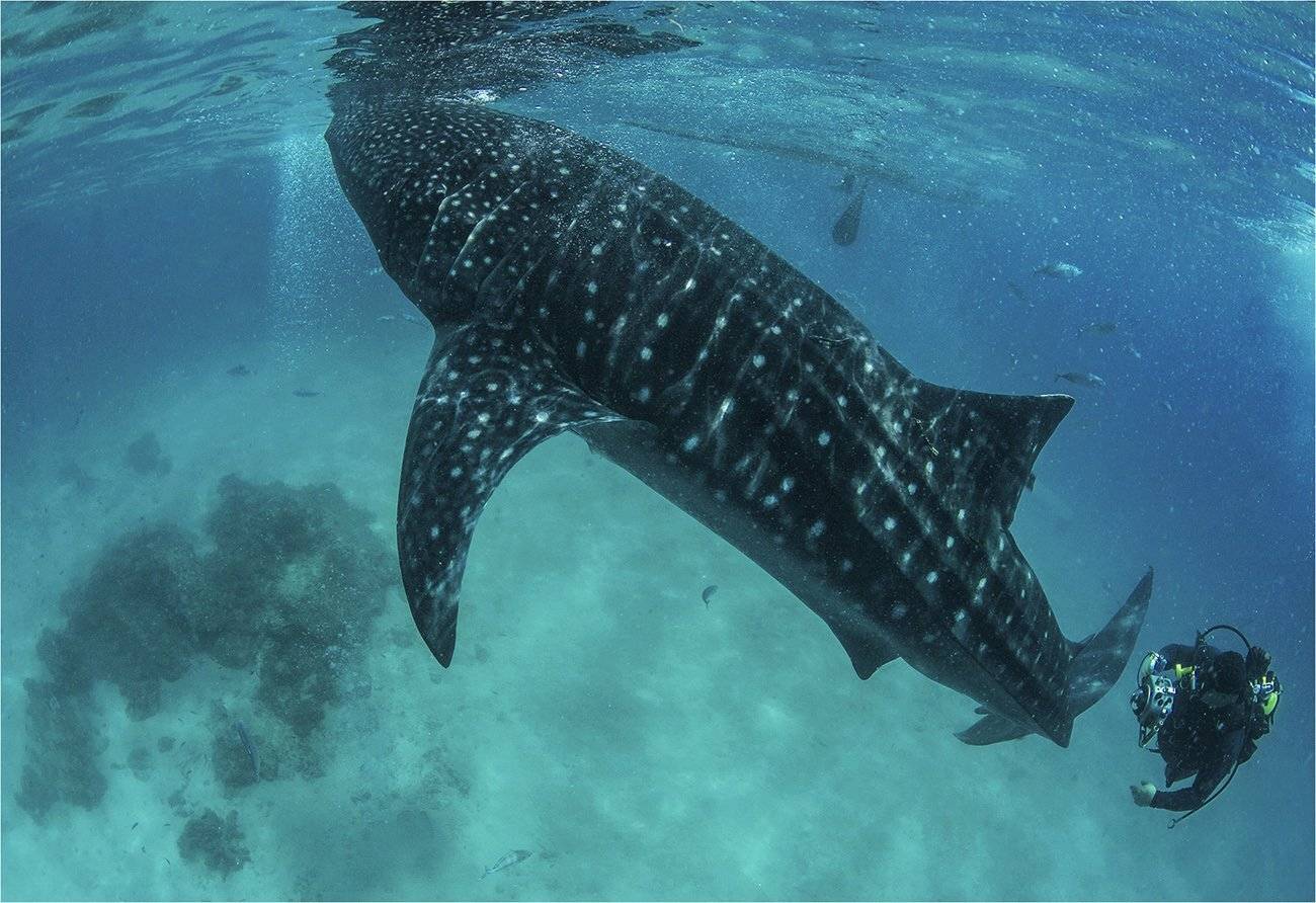 основной инстинкт #2. Автор: Сергей Гаспарян филиппины, себу, китовая акула, Сергей Гаспарян