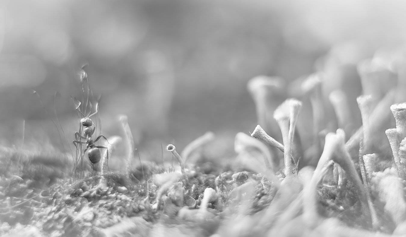 Арфист и трубы. Автор: Алексей Горохов , Алексей Горохов