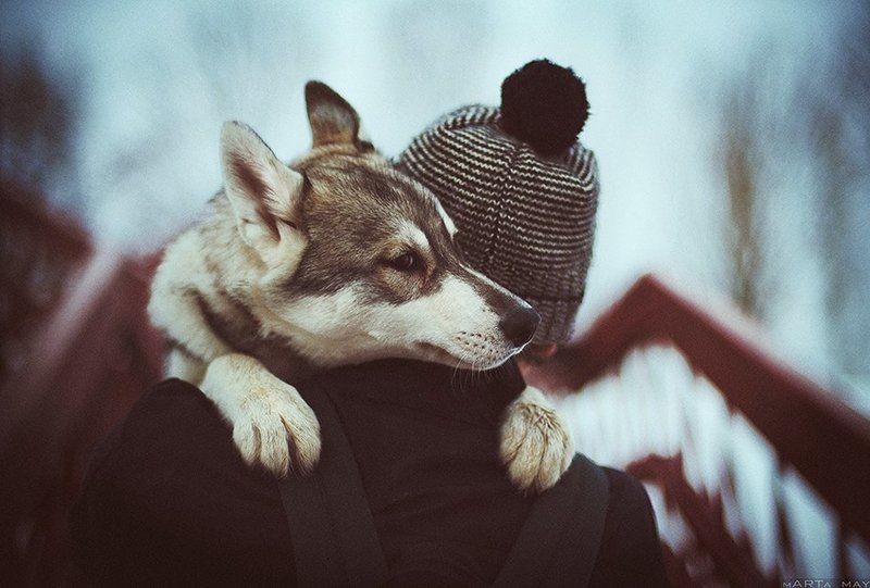 Nikon, Дружба, Животные, Портрет, Собака, Хаски Друзьяphoto preview