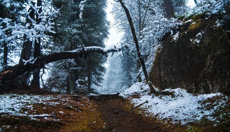 Алтай, Горный алтай, Дебри, Дикая природа, Зима, Иней, Лес, Снег photo preview