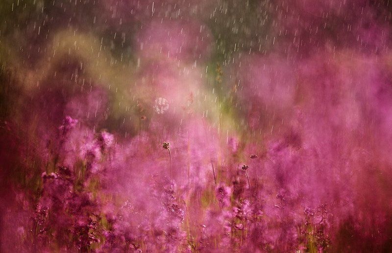 смолка, дождь о смолке и дождеphoto preview