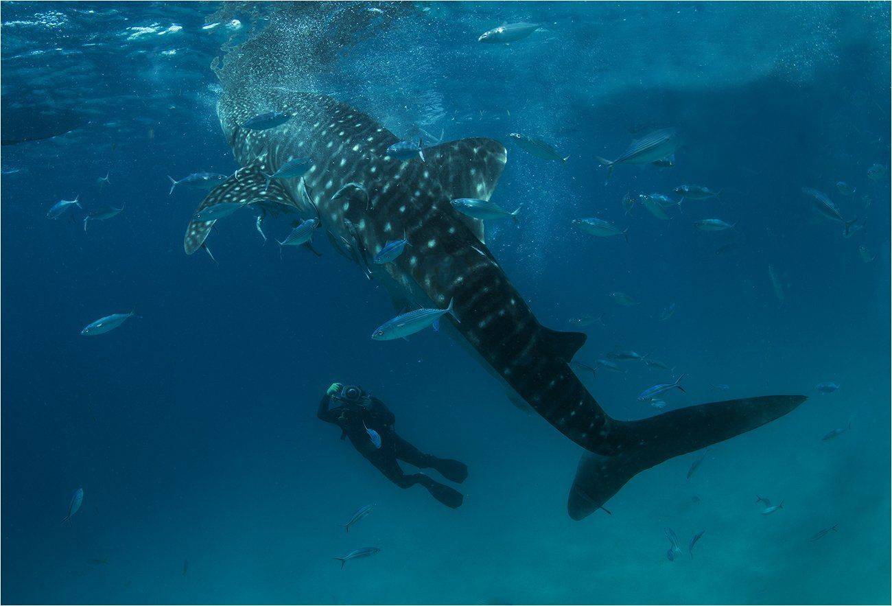 основной инстинкт #3. Автор: Сергей Гаспарян филиппины, китовая акула, дайвинг, Сергей Гаспарян