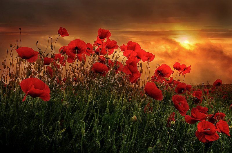 The spirit of the beginning of Summerphoto preview