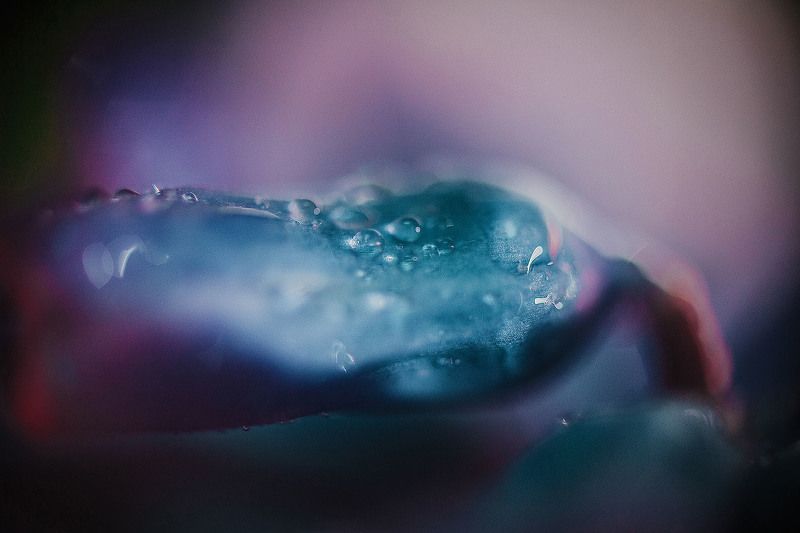 macro, гиацинт, капли, капля, макро, цветок Гиацинтphoto preview