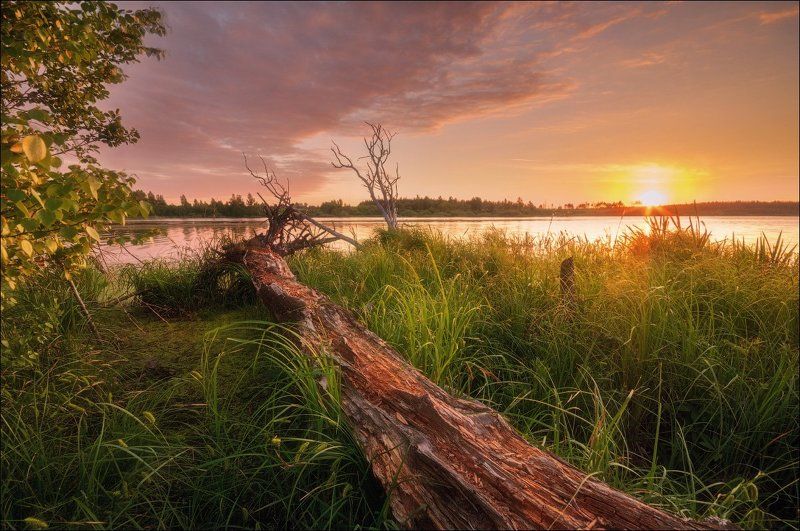 Дерево, Озеро, Подмосковье, Рассвет, Солнце Рассвет у мертвого дереваphoto preview