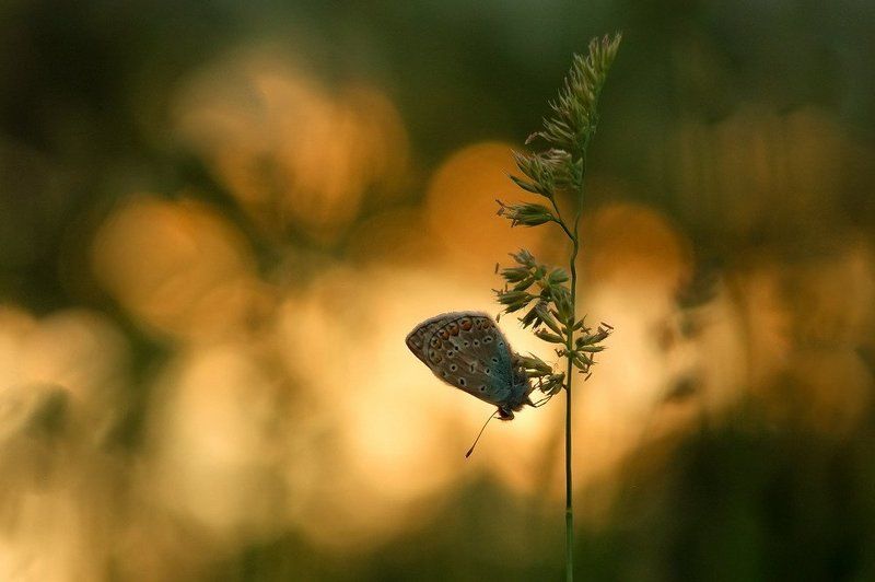 Я словно бабочка к огню...photo preview