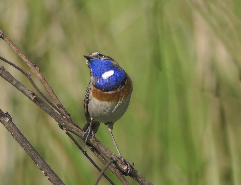 Luscinia svecica, Варакушка, Птицы Муки выбораphoto preview