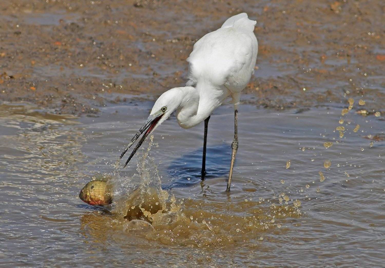 400mm, 7D, Animals, Birds, Egret, Животные, Птицы, Рыба, Цапля, Yuri Gomelsky