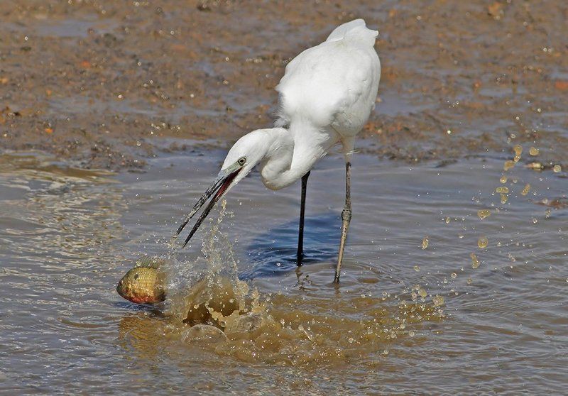 400mm, 7D, Animals, Birds, Egret, Животные, Птицы, Рыба, Цапля Есть только миг..photo preview