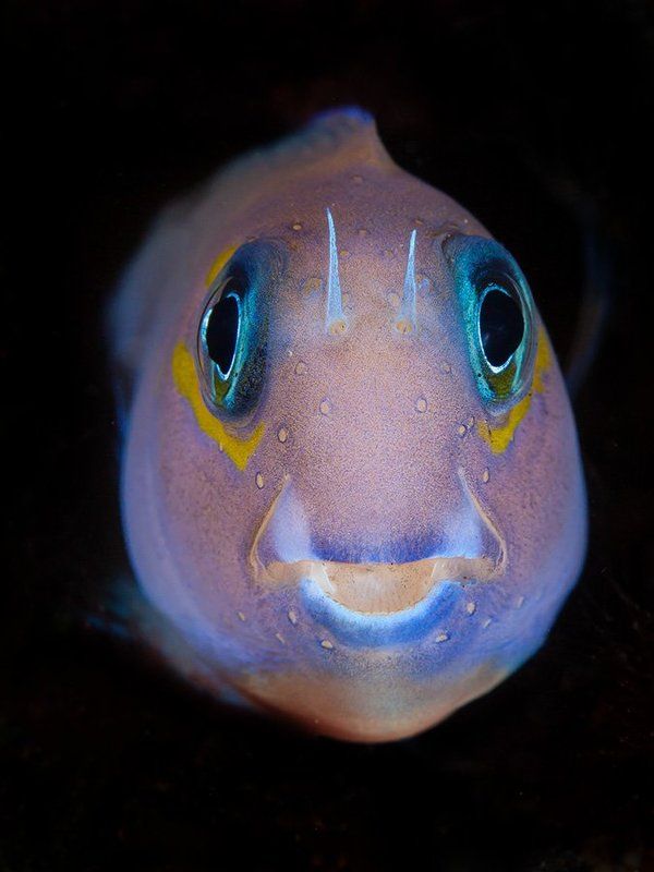 Fisheyesphoto preview