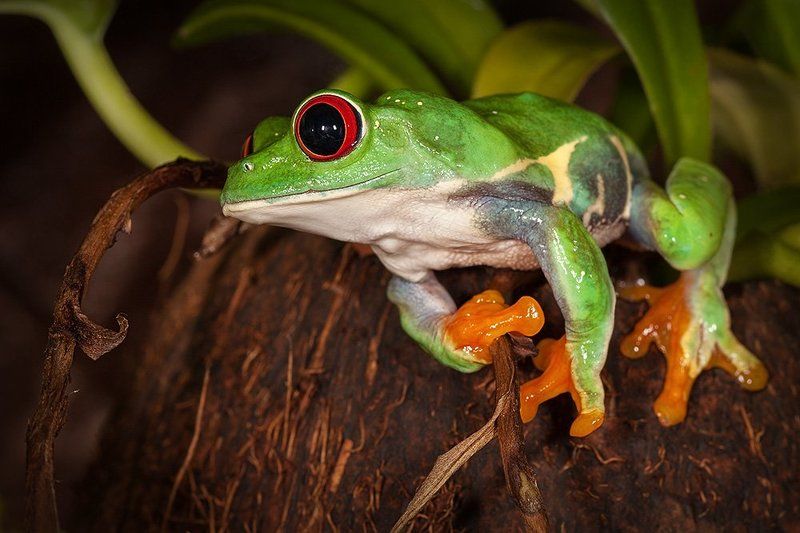 Красноглазая древесная лягушка Лягушонокphoto preview