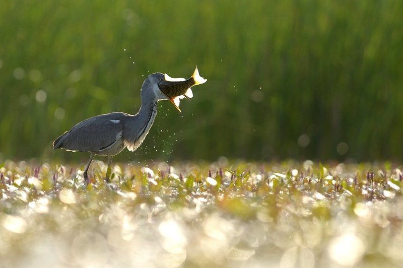 Grey heron fishingphoto preview