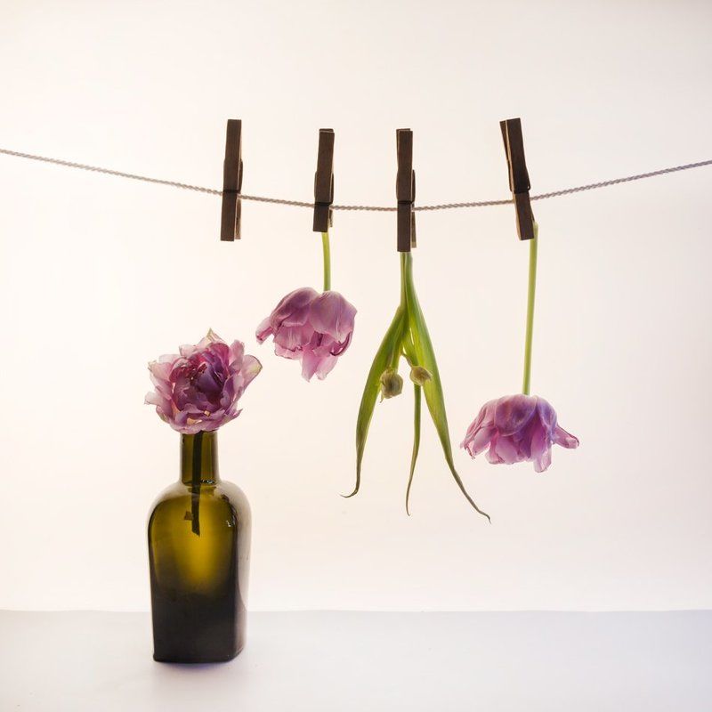 Тюльпаныphoto preview