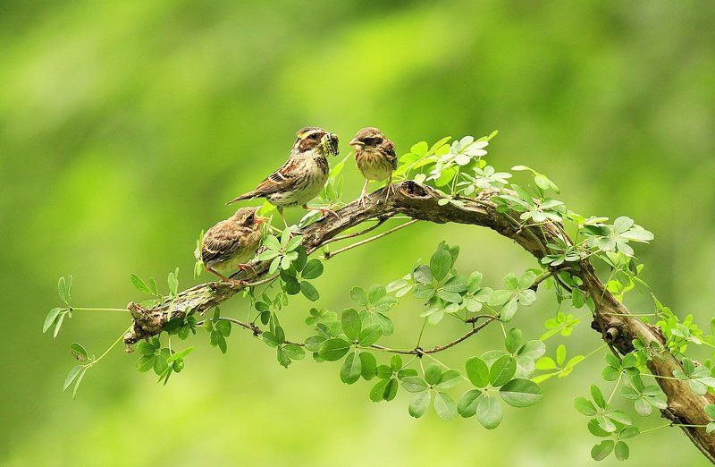 Yellow-Throated Buntingphoto preview