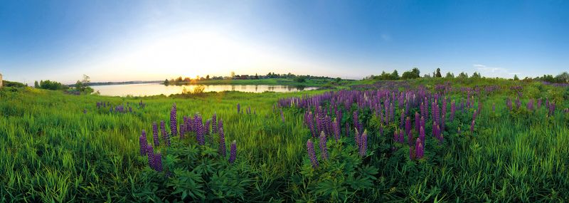 Лето, Люпины, Пейзаж Люпиныphoto preview