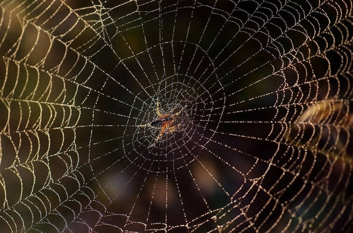 Автор: Ercan Yurt , Ercan Yurt