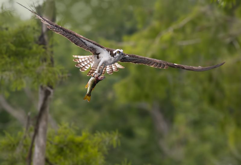 cкопа, osprey, florida, хищные птицы, wildlife Osprey with Prey -Скопа с добычейphoto preview