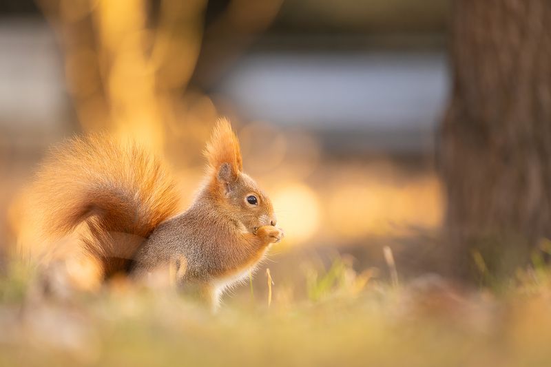 Squirrelphoto preview