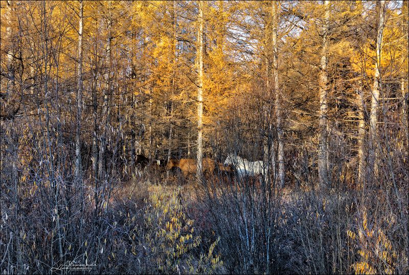 Забайкальский край Осенняя забайкальская тайгаphoto preview
