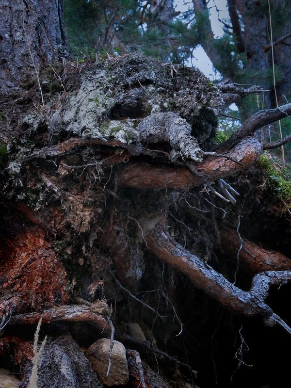 Леший, колдовской лес ущелья Башиль Кабардино-Балкарияphoto preview