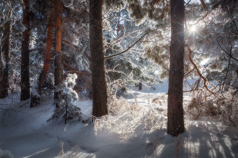 алтайский край, сосновый лес, сосняк, лес, зимний лес, лесной пейзаж, иней, сосны, зимний алтай, деревья в инее В уюте пушистых сосен фото превью