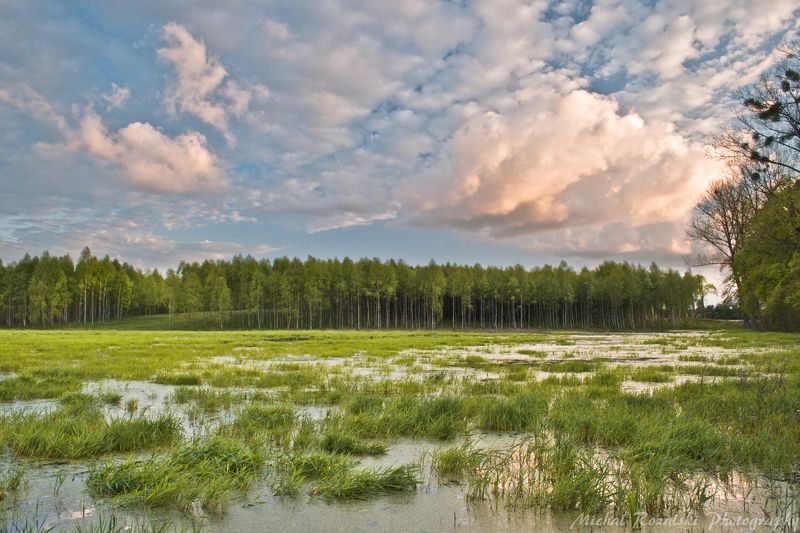 spring, ,season, ,swamps, ,water, ,trees, ,forest, ,clouds, ,sky, ,green, ,sunset, , Sunset over swampsphoto preview
