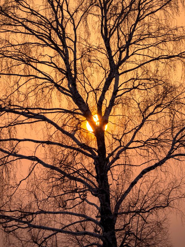 Солнечное древоphoto preview