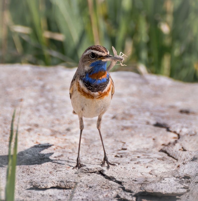 птица, варакушка, самец, кузнечик, на тоненьких ножках..photo preview