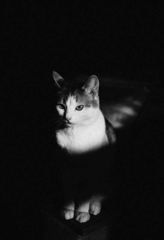 Dark Guardianphoto preview