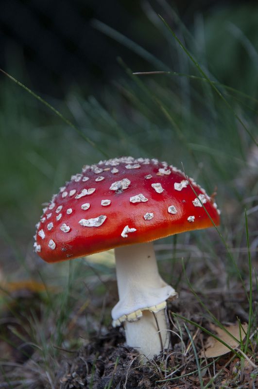 мухомор, грибы, мухоморы, природа, осень, октябрь, природа, Красный гриб на белой ножке.photo preview