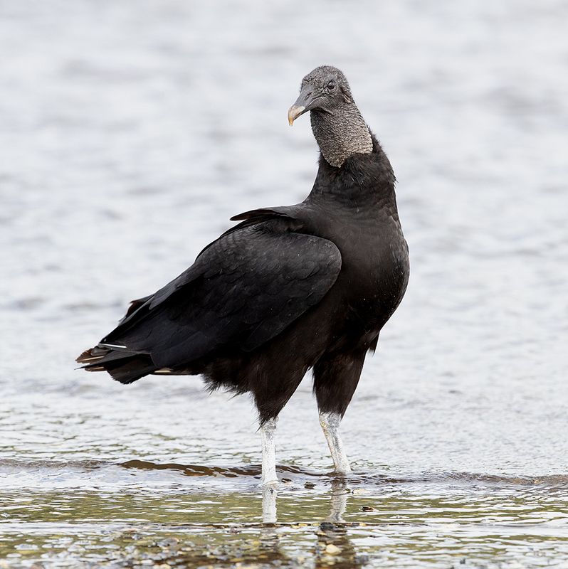 black vulture, американская чёрная катарта, vulture, гриф, florida,хищные птицы, turkey, raptor Black Vulture - Американская чёрная катартаphoto preview