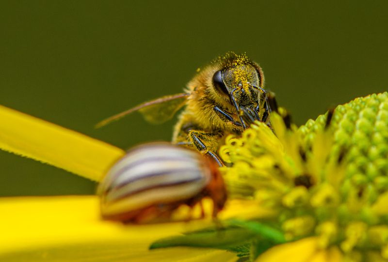 Bee and potato beetlephoto preview