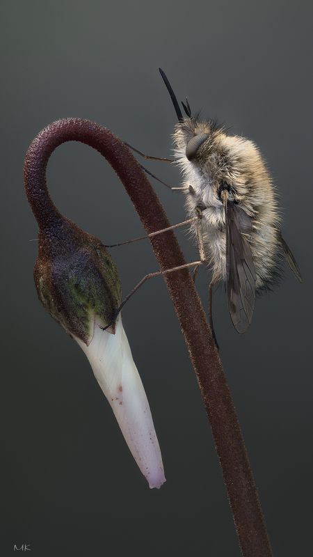жужжала, bombyliidae Жужаphoto preview