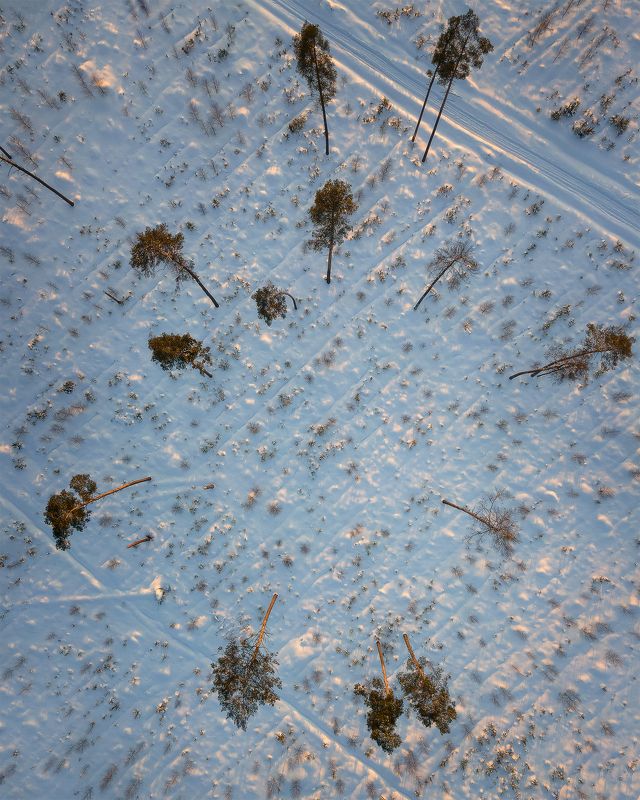 Зимний лесphoto preview