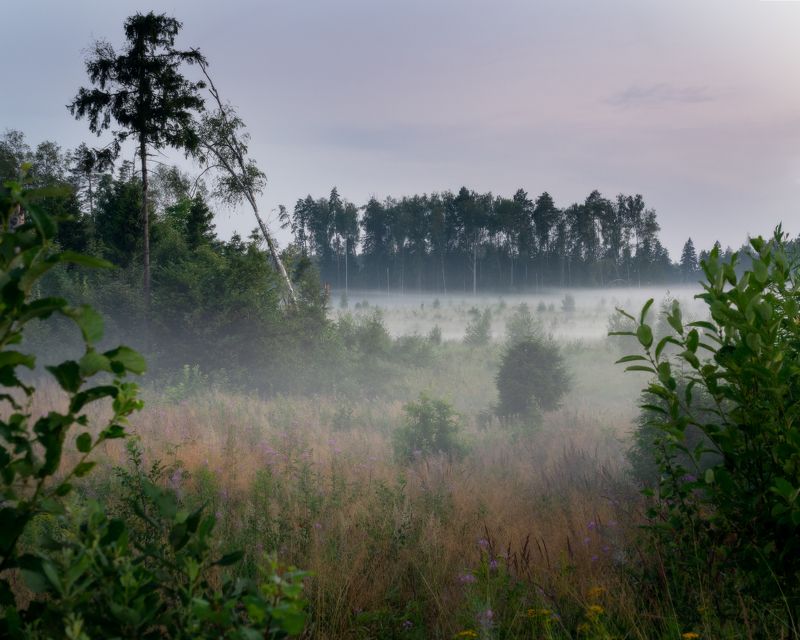 Летний лесphoto preview