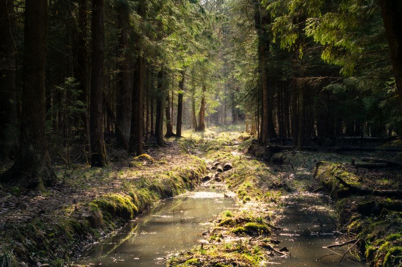 Весенний лесphoto preview